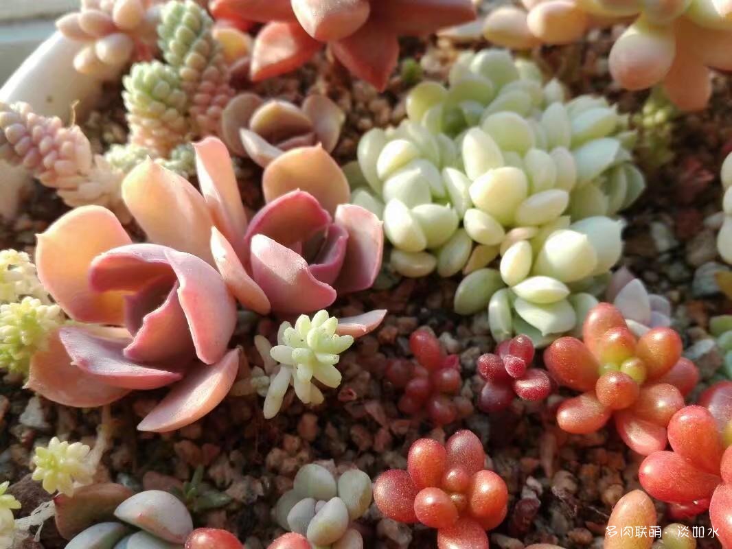 多肉拼盘的变化