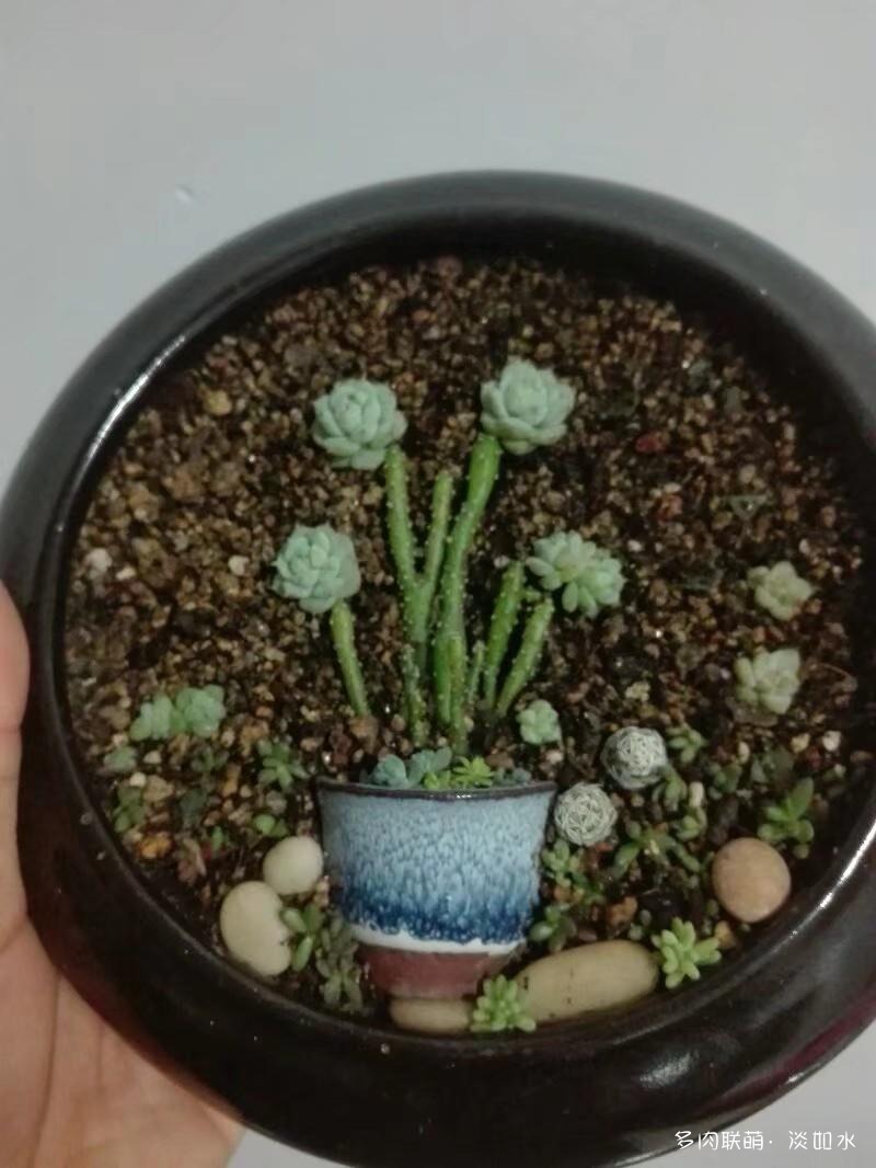 多肉拼盘的变化