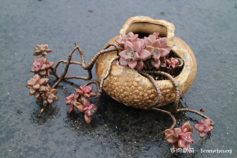 姬胧月