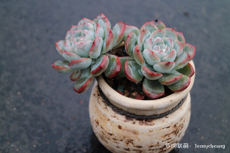 红边月影