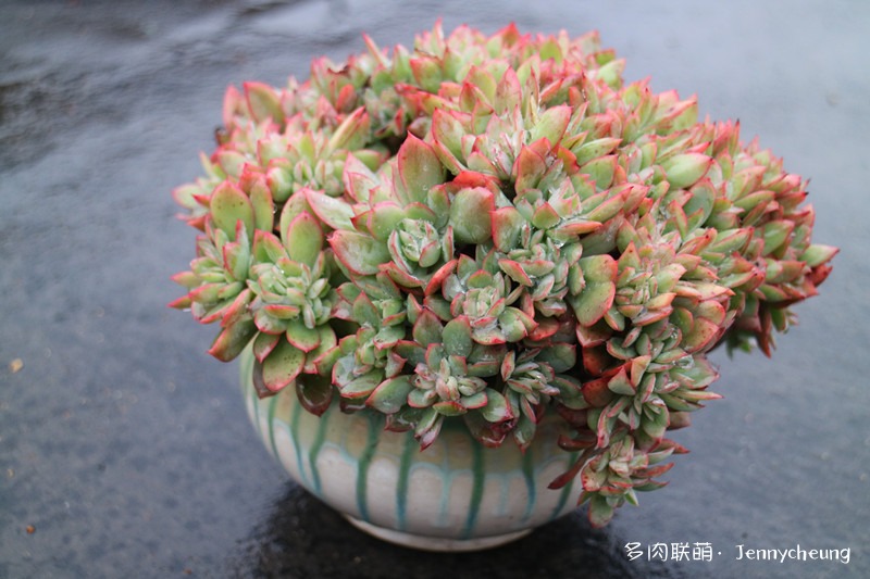 绮罗缀化