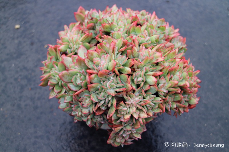 绮罗缀化