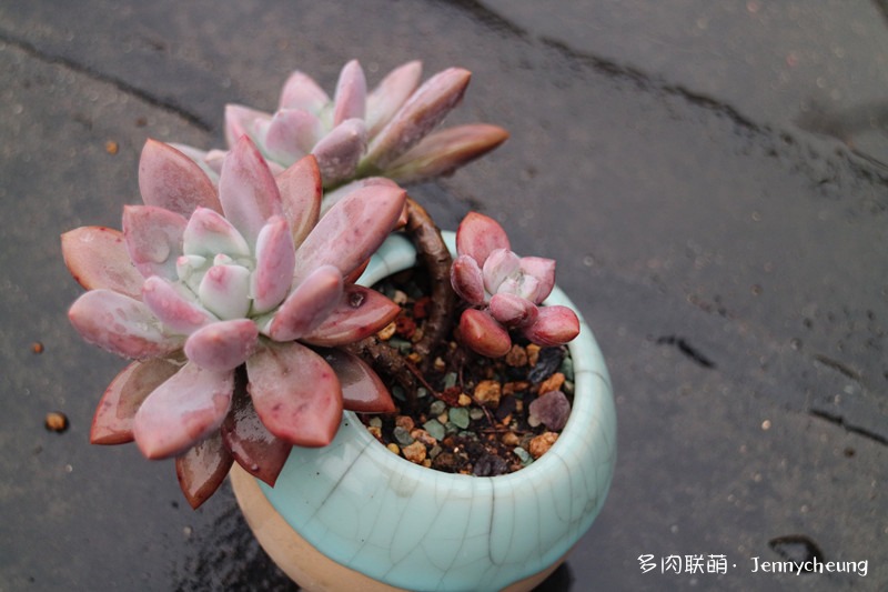 奥普琳娜