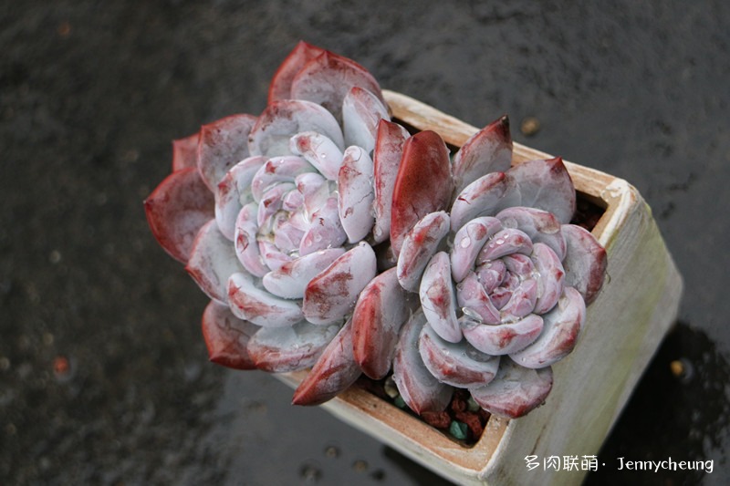 橙梦露