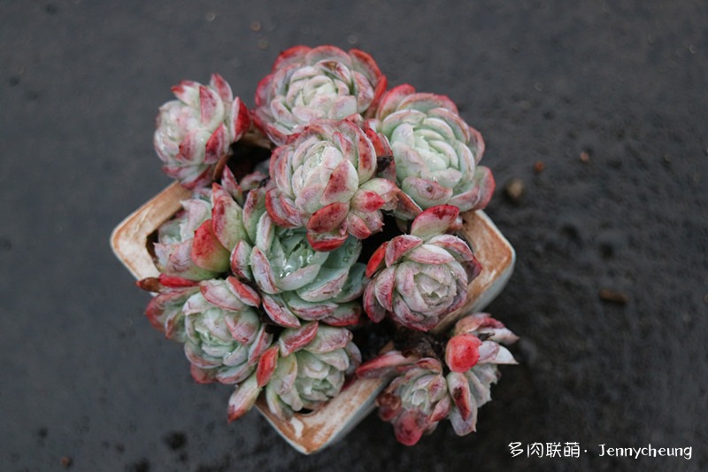 冰莓