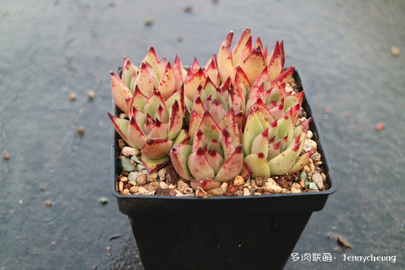 乌木组合
