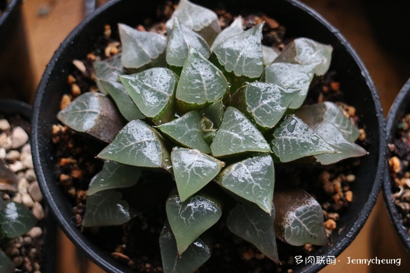 木叶克寿