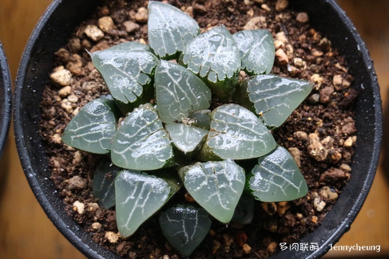 丸叶月影