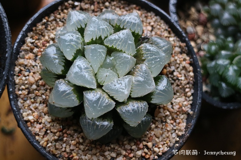 黑肌