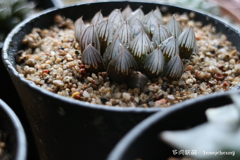 黑肌