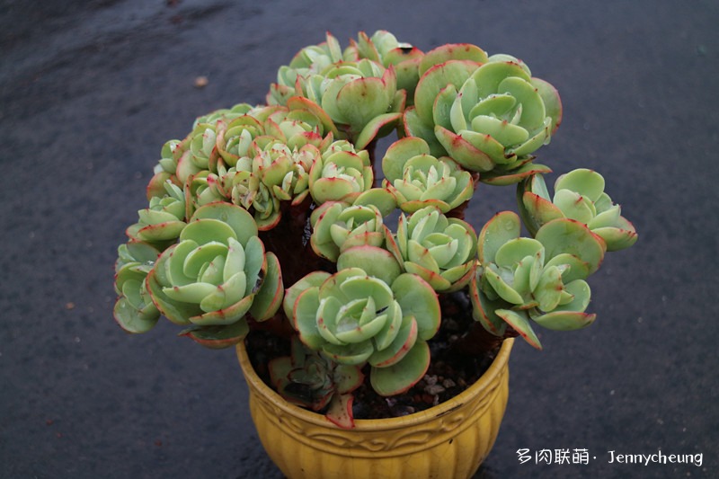 碧桃