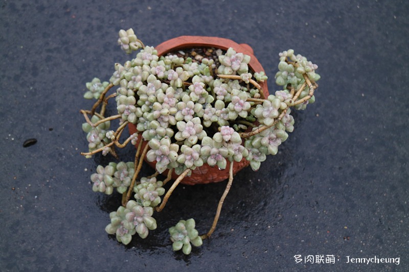 姬秋丽