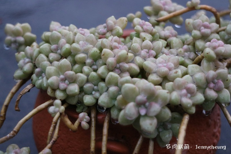 姬秋丽