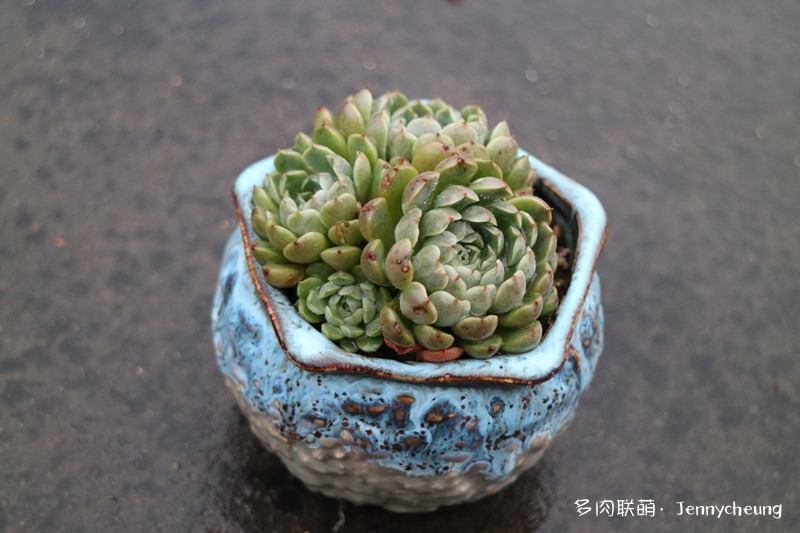 墨西哥姬莲