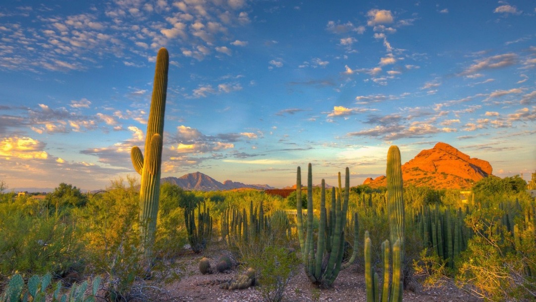 亚利桑那州巨人柱国家公园（Saguaro National Park）