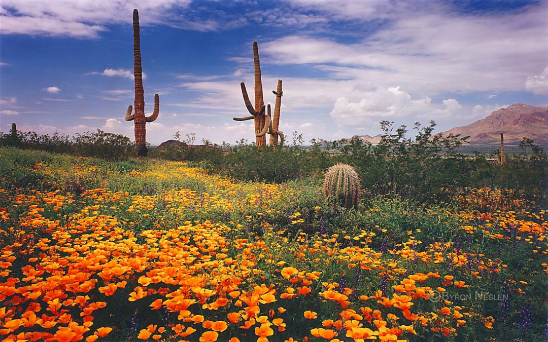 亚利桑那州巨人柱国家公园（Saguaro National Park）