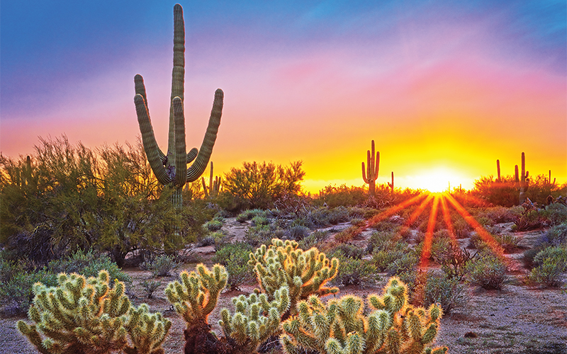 亚利桑那州巨人柱国家公园（Saguaro National Park）