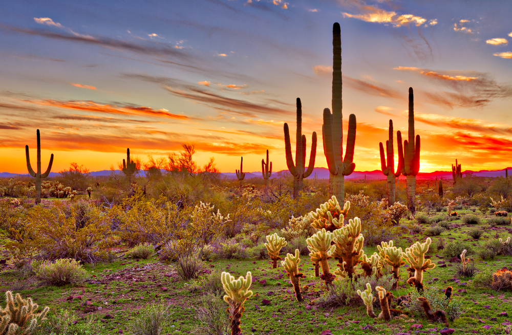 亚利桑那州巨人柱国家公园（Saguaro National Park）