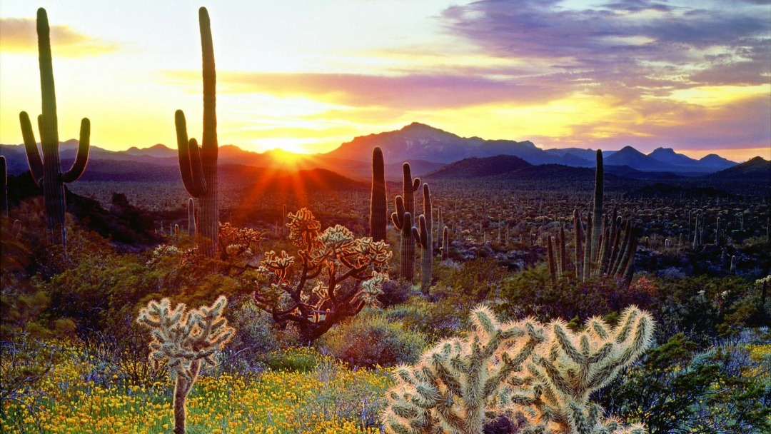 亚利桑那州巨人柱国家公园（Saguaro National Park）