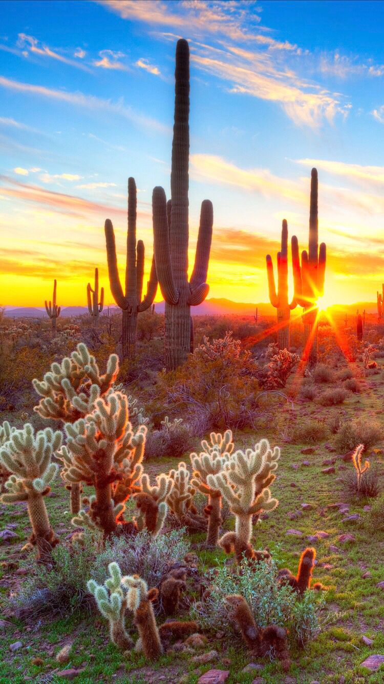 亚利桑那州巨人柱国家公园（Saguaro National Park）