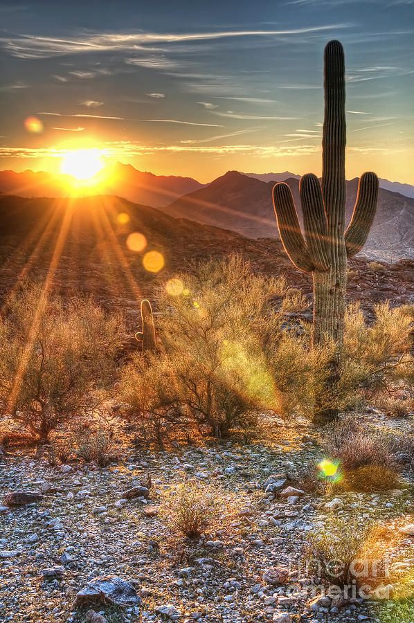 亚利桑那州巨人柱国家公园（Saguaro National Park）