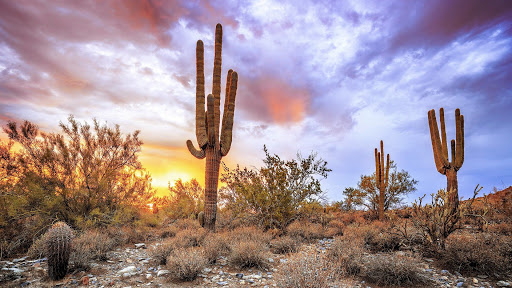 亚利桑那州巨人柱国家公园（Saguaro National Park）