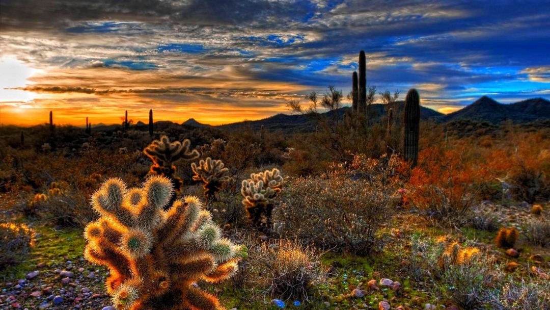 亚利桑那州巨人柱国家公园（Saguaro National Park）