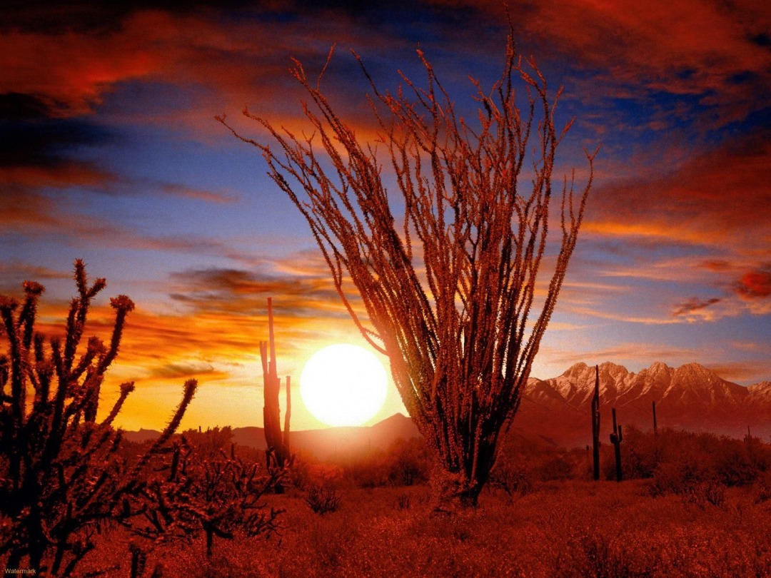 亚利桑那州巨人柱国家公园（Saguaro National Park）