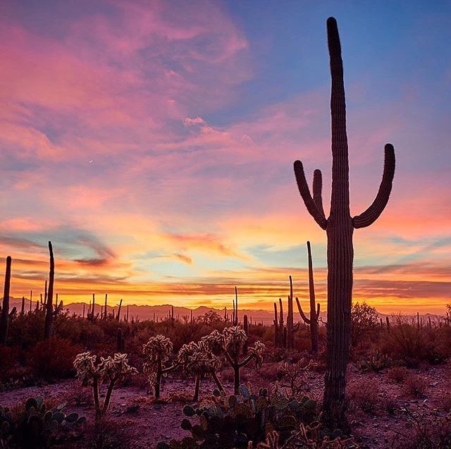 亚利桑那州巨人柱国家公园（Saguaro National Park）