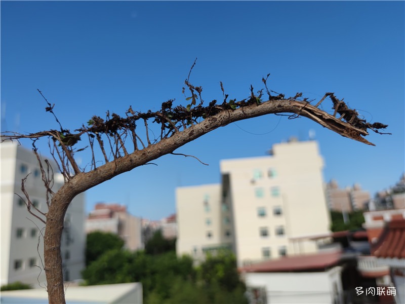 长得高的不死鸟