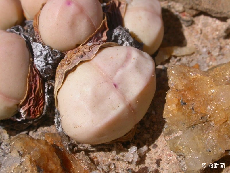 Argyroderma framesii ssp. framesii
