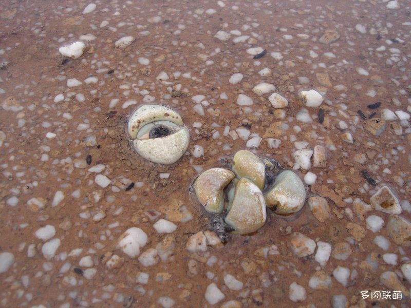 金玲玉 Argyroderma crateriforme
