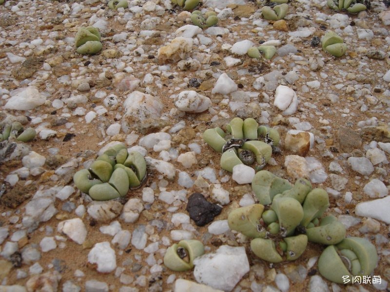 金玲玉 Argyroderma crateriforme