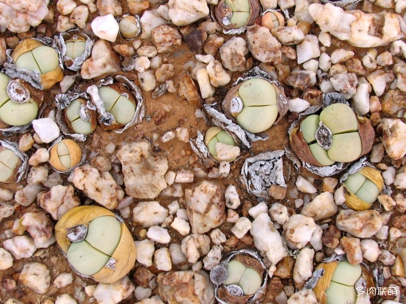 金铃 Argyroderma deleatii