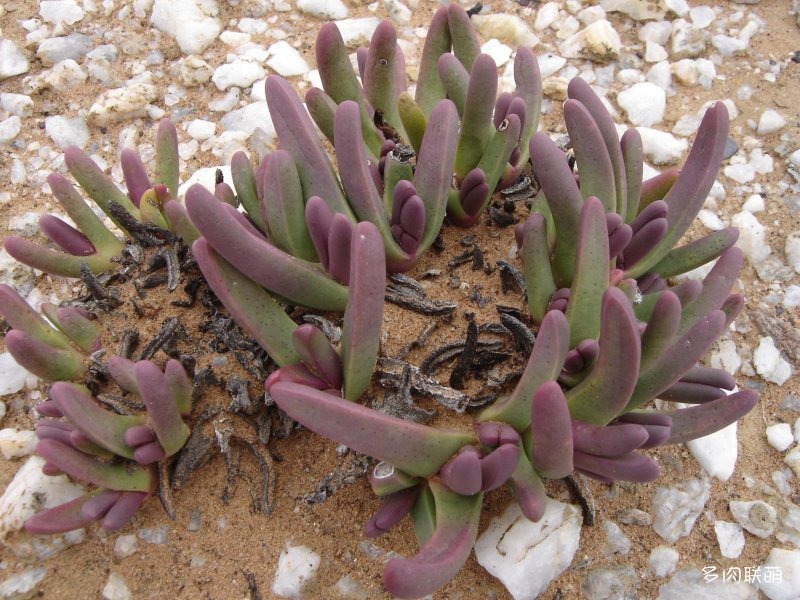 宝槌玉 Argyroderma fissum