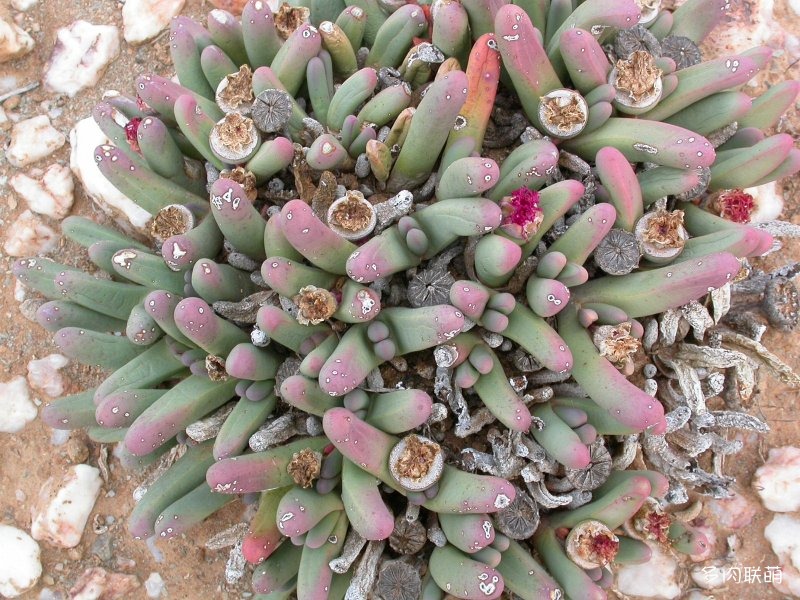 宝槌玉 Argyroderma fissum
