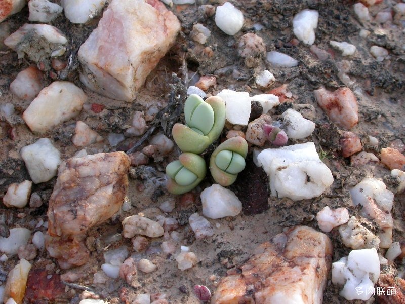 Argyroderma framesii ssp. hallii framesii ssp. hallii