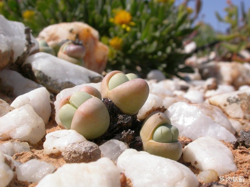 Argyroderma framesii ssp. hallii