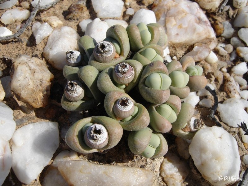 Argyroderma framesii ssp. hallii