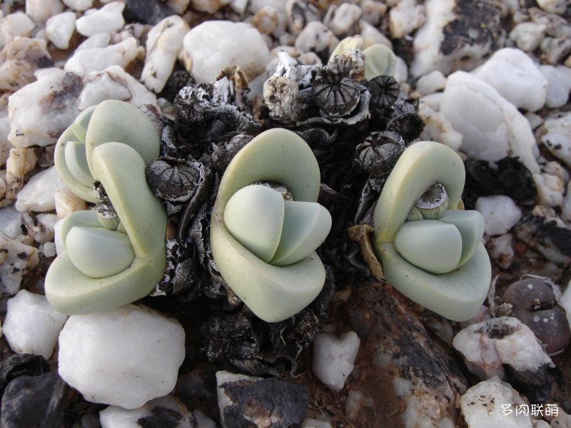 Argyroderma patens