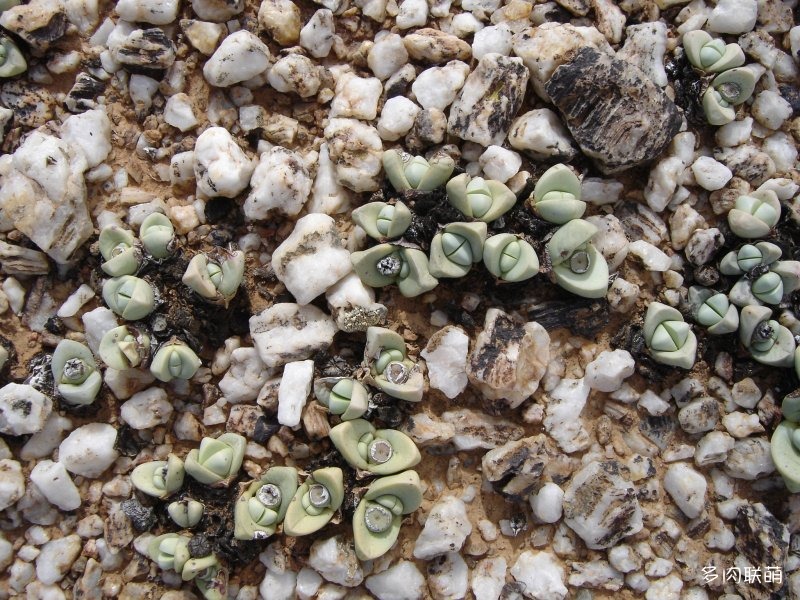 Argyroderma patens