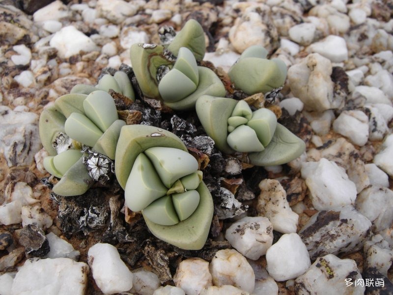 Argyroderma patens