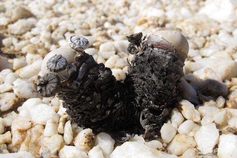 Argyroderma pearsonii