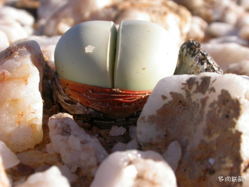Argyroderma pearsonii