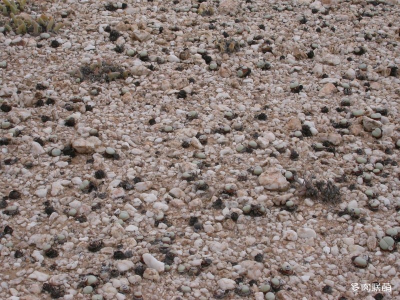 Argyroderma pearsonii