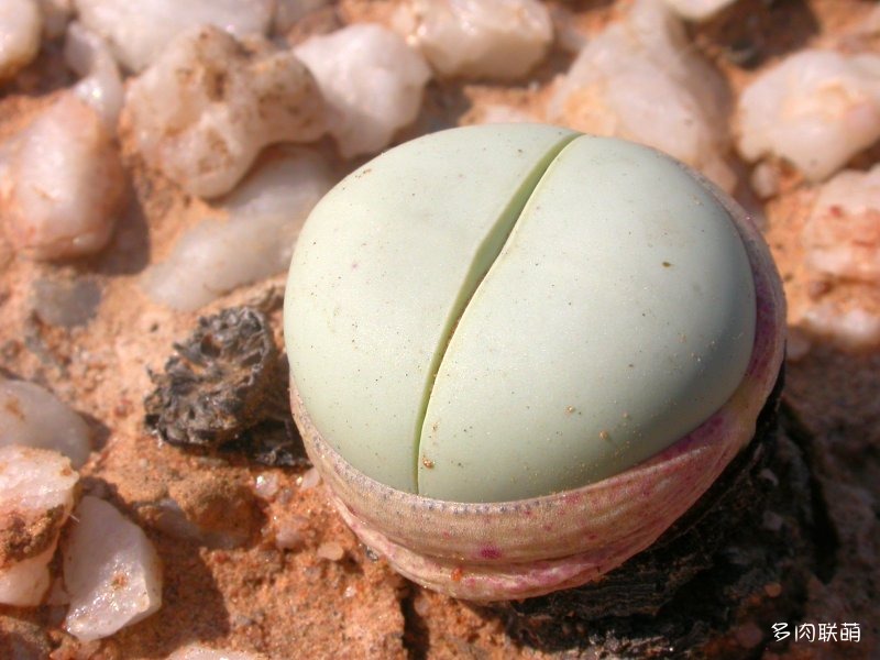 Argyroderma pearsonii
