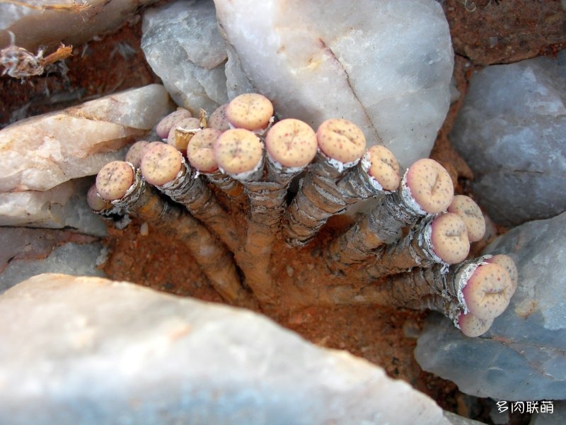 Conophytum jucundum ssp. jucundum