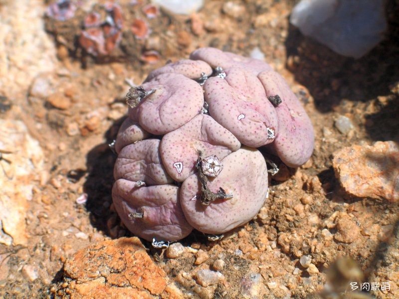 Conophytum wettsteinii ssp. ruschii