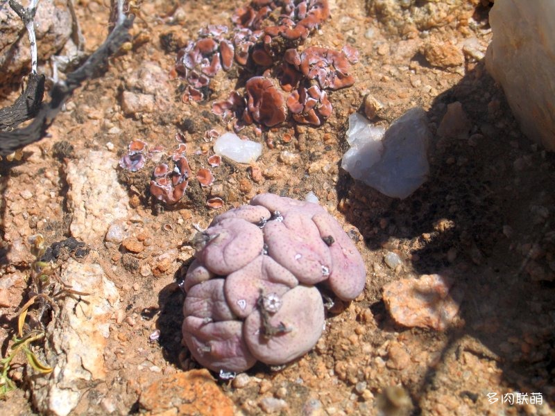 Conophytum wettsteinii ssp. ruschii