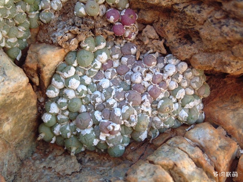 Conophytum pageae